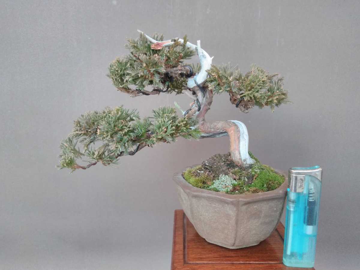 糸魚川真柏　小品盆栽