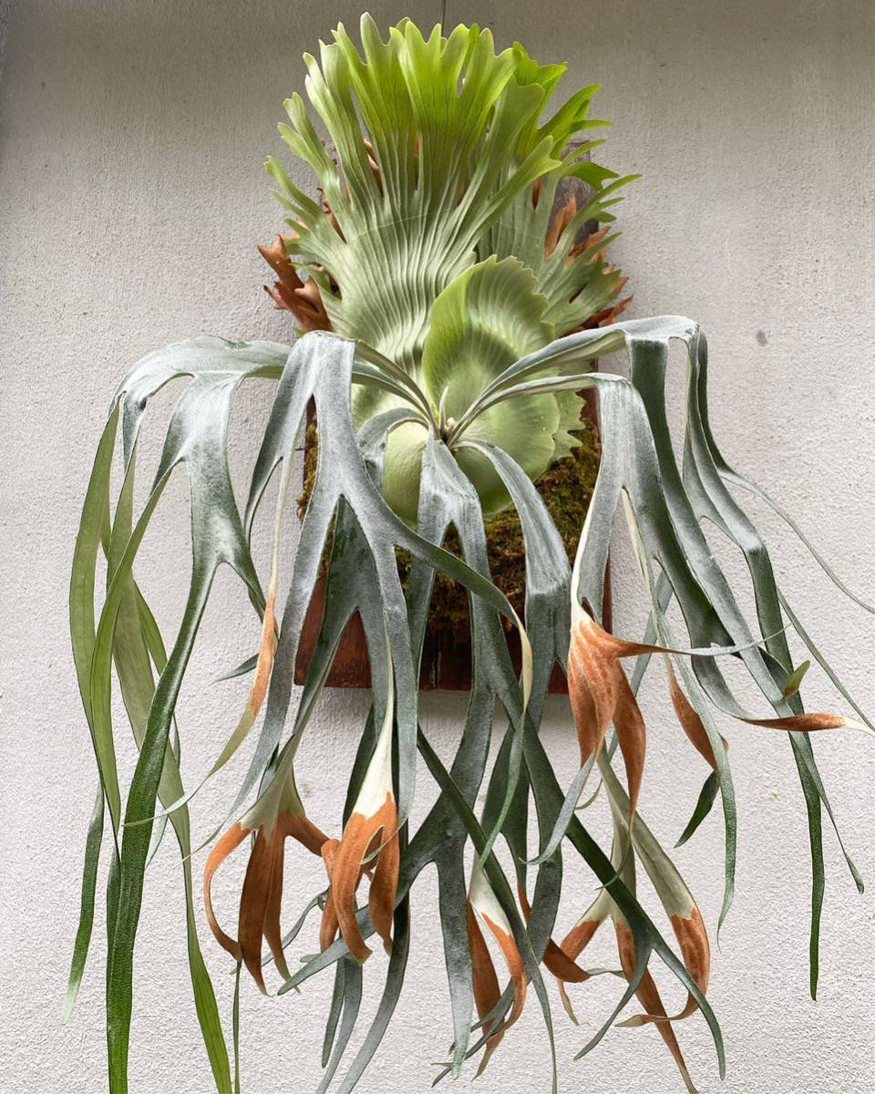 P. Princess crown ビカクシダ コウモリラン