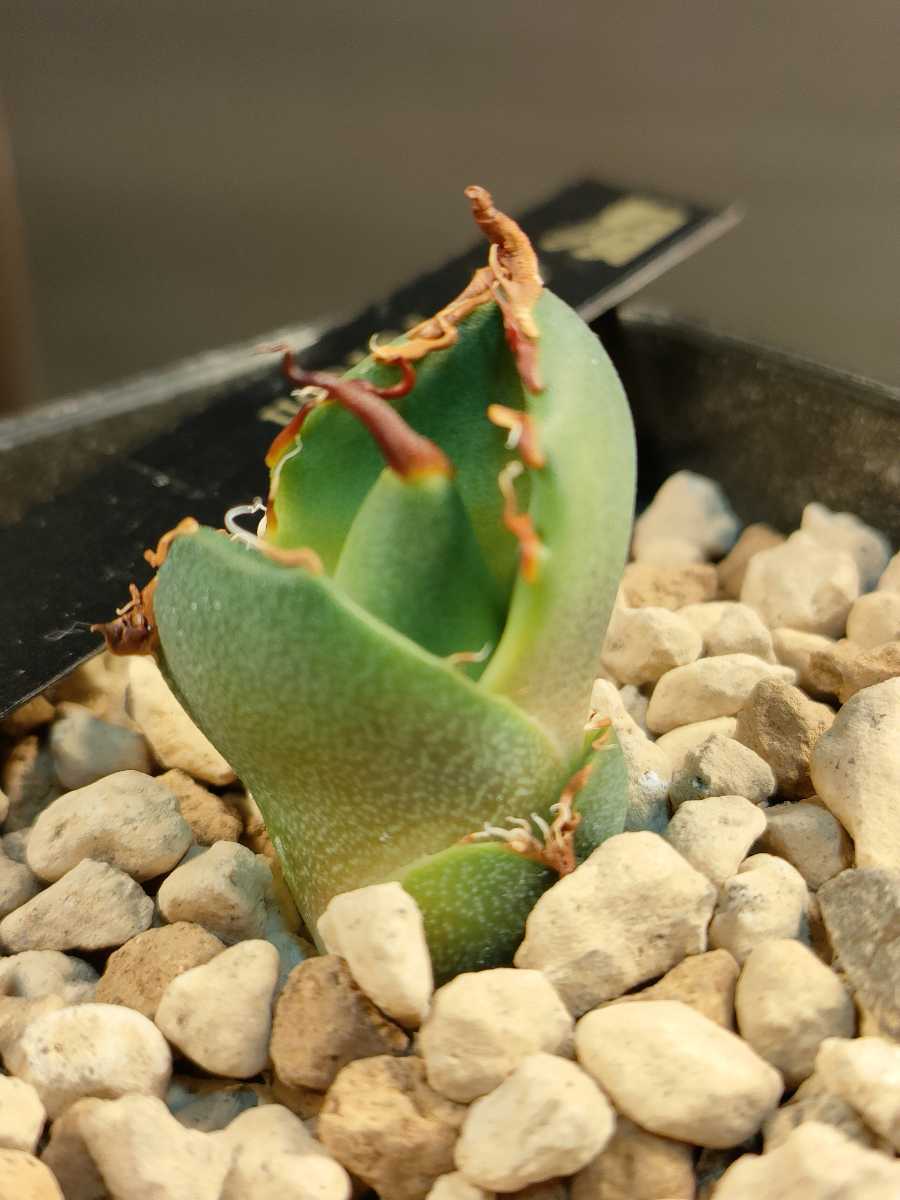 hiiro】アガベ ファルコン 子株 agave falcon（検 チタノタ イラン