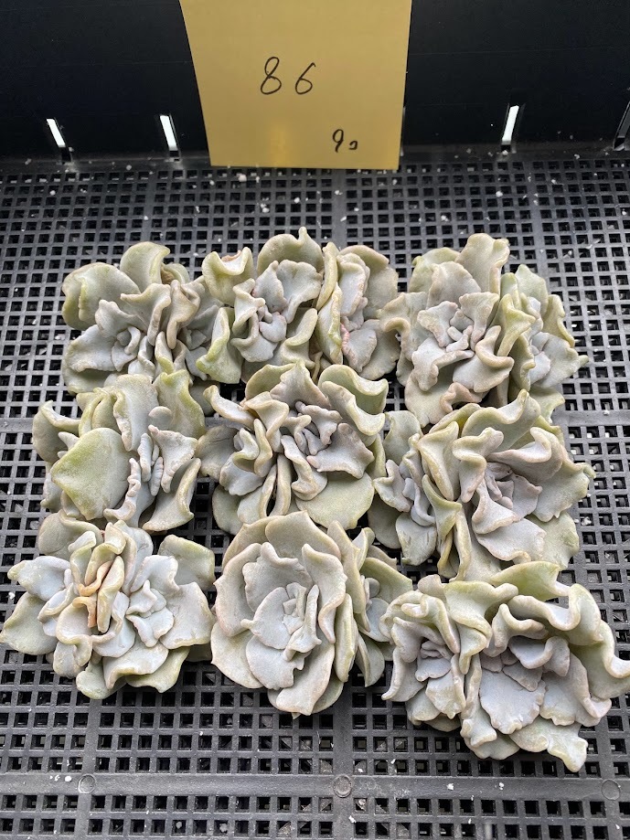 CO☆401 小疣姫牡丹 実生1鉢 アリオカルプス☆ サボテン 多肉植物