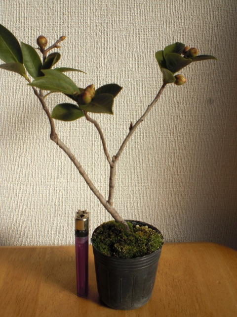 ◆匂い椿・かぐや◆