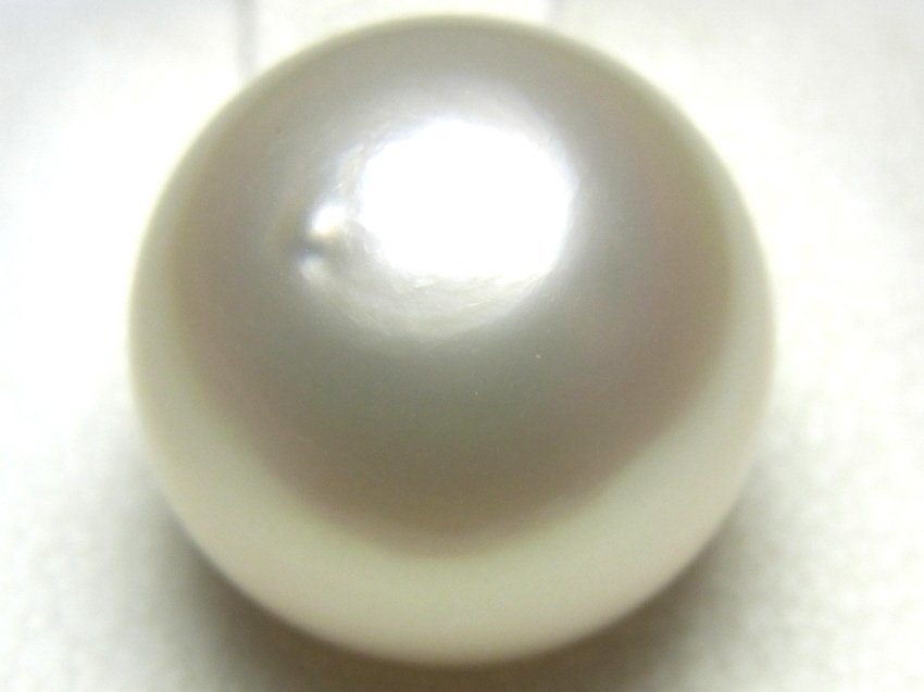 [Shimoe]最落無し！１円～１４．４ｍｍ　南洋白蝶パールルース