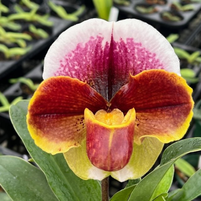 洋蘭 パフィオ Paph 赤花初花