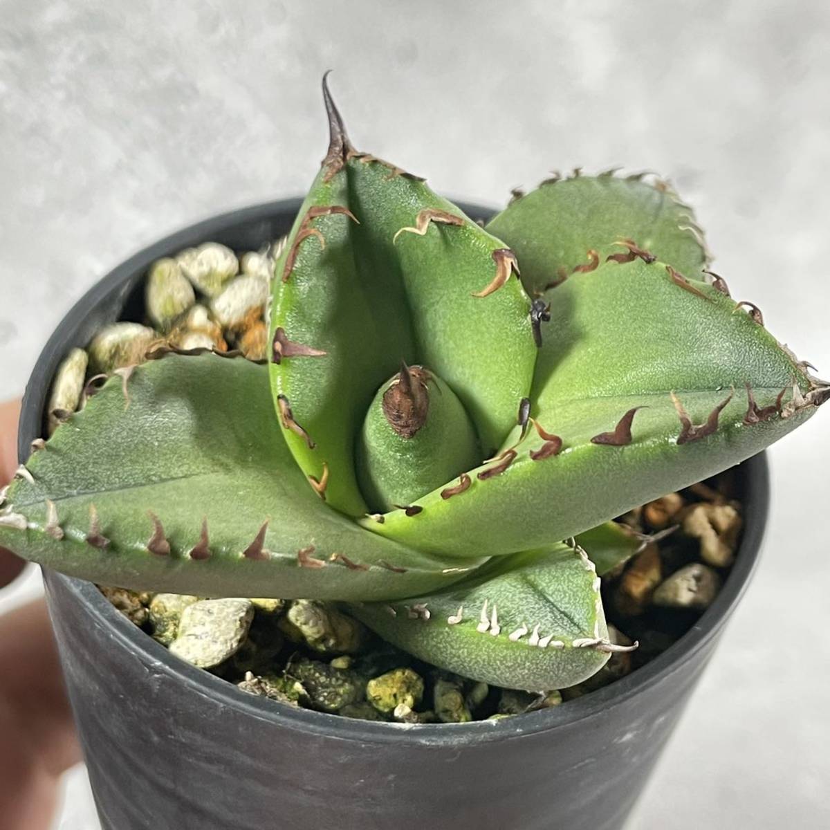 アガベ　チタノタ実生 アガベ チタノタ 実生 agave titanota Seedling 36 【公式通販】