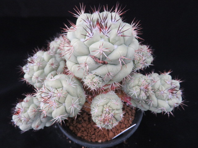 ５７．太胴マクドガリー群生　サボテン　多肉植物