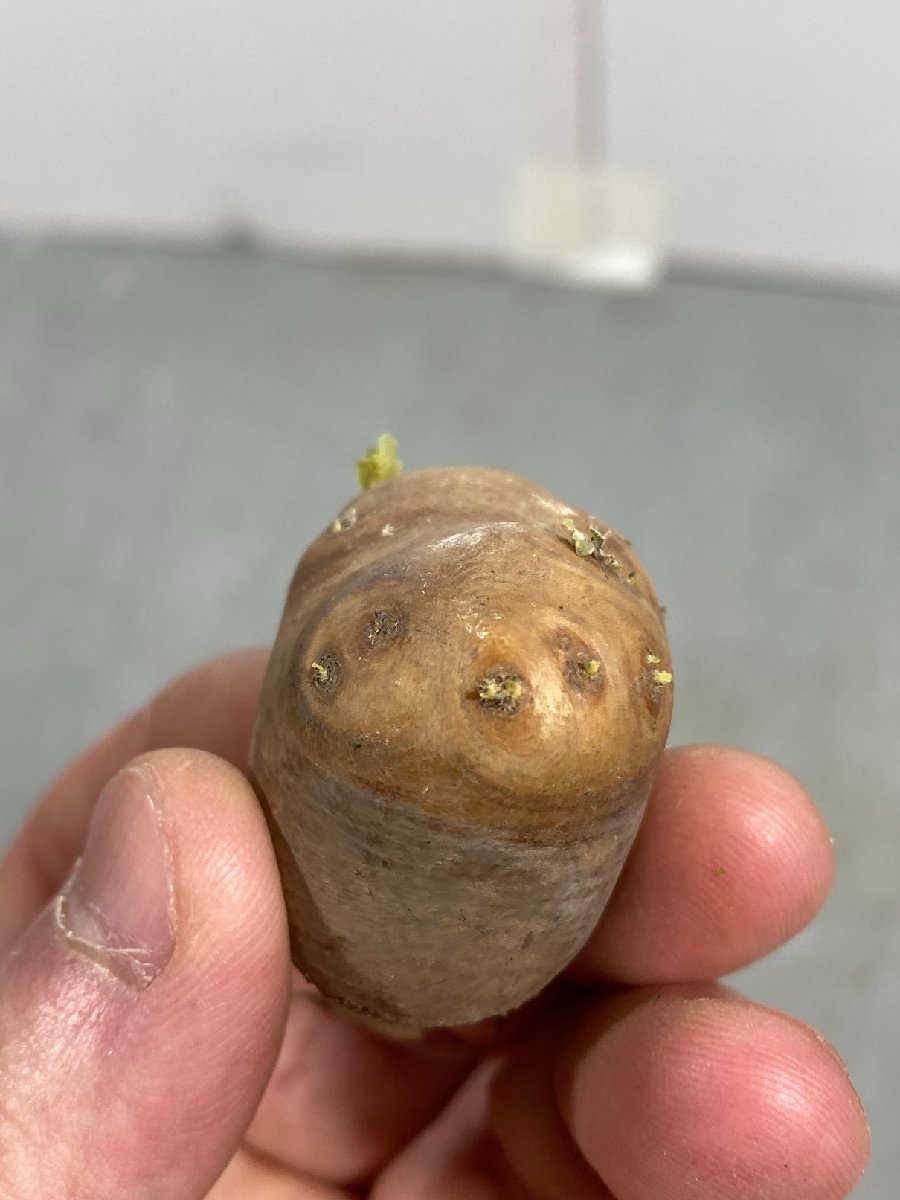 サ3820 「現地」オトンナ カカリオイデス 小 抜き苗【塊根植物