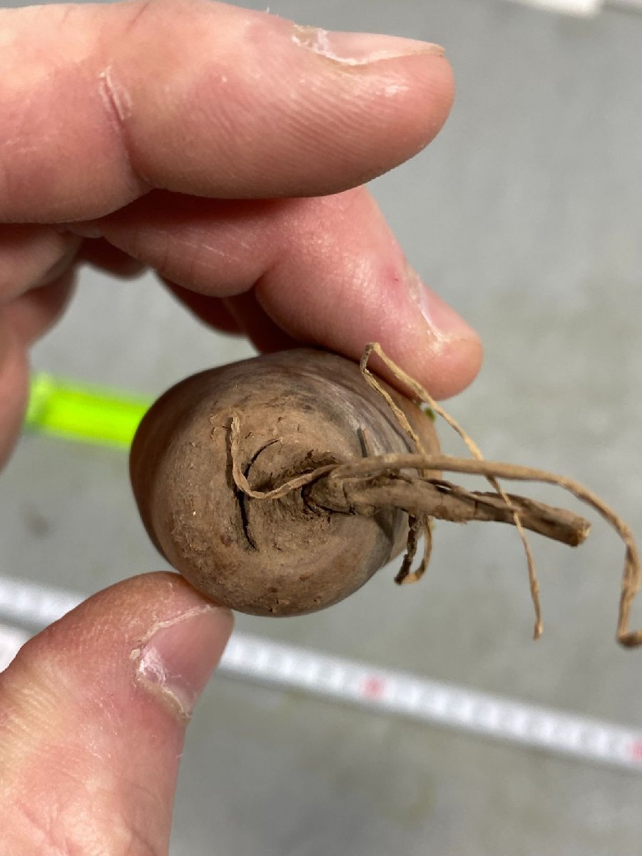 サ3820 「現地」オトンナ カカリオイデス 小 抜き苗【塊根植物