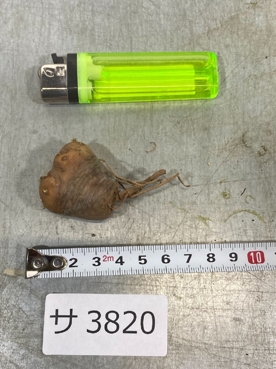 サ3820 「現地」オトンナ カカリオイデス 小 抜き苗【塊根植物