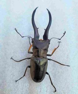 モンギローニ インペラトール ホソアカ 標本 12体 コレクション