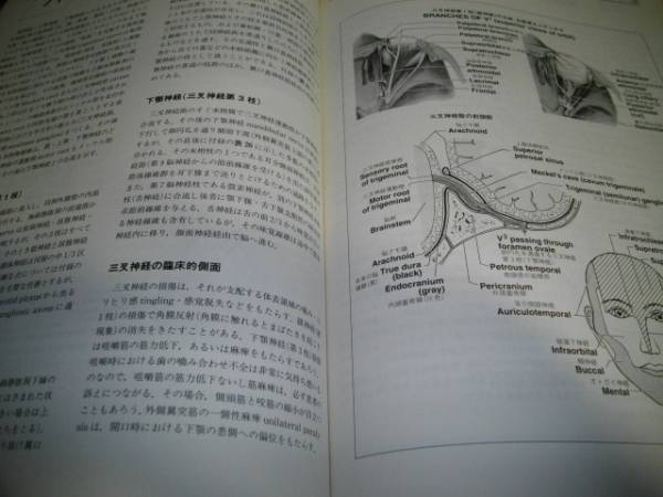 スターン解剖学コアコンセプト_3