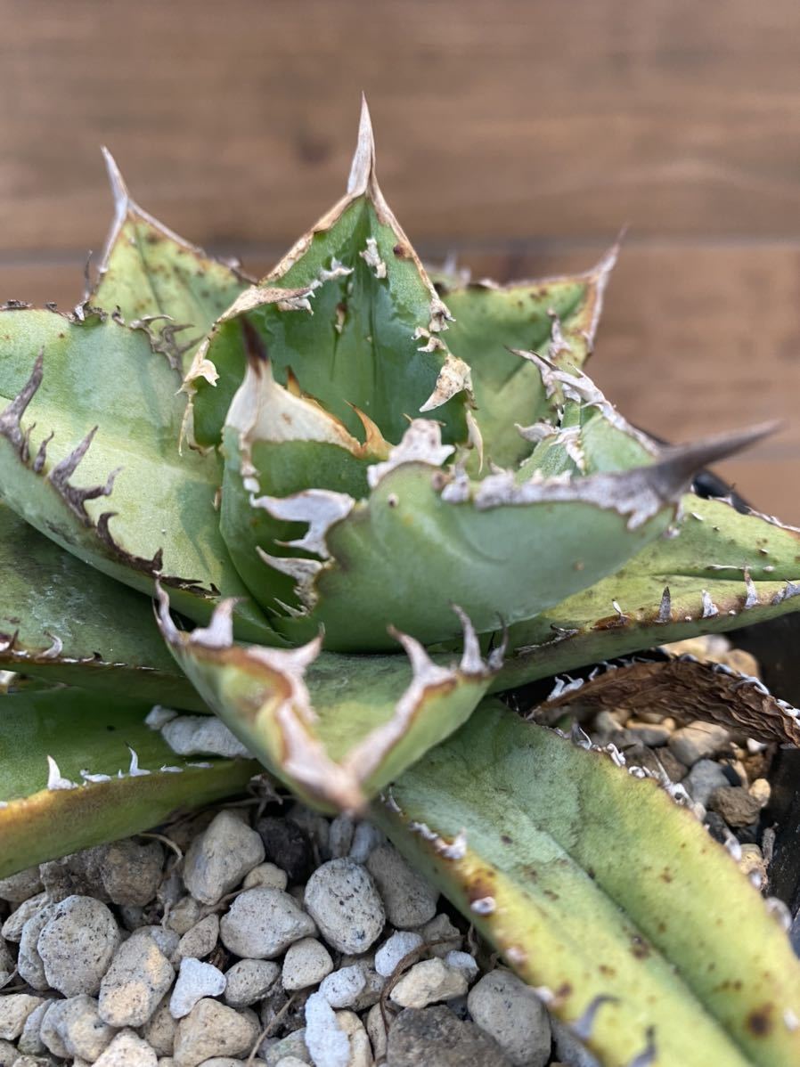Agave oteroi 子株 アガベ オテロイ チタノタ titanota オテロイ