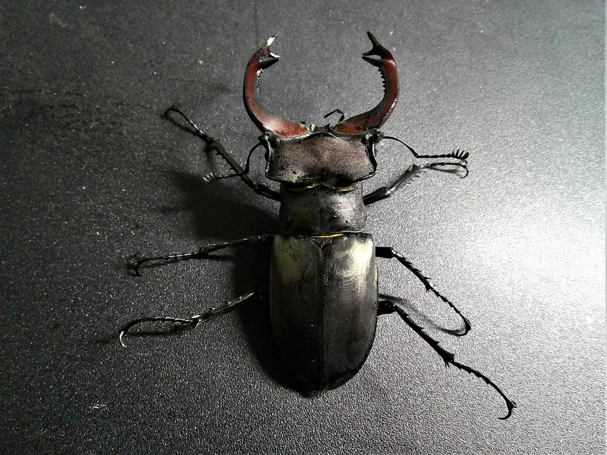 ユダイクスミヤマCBF1ペア