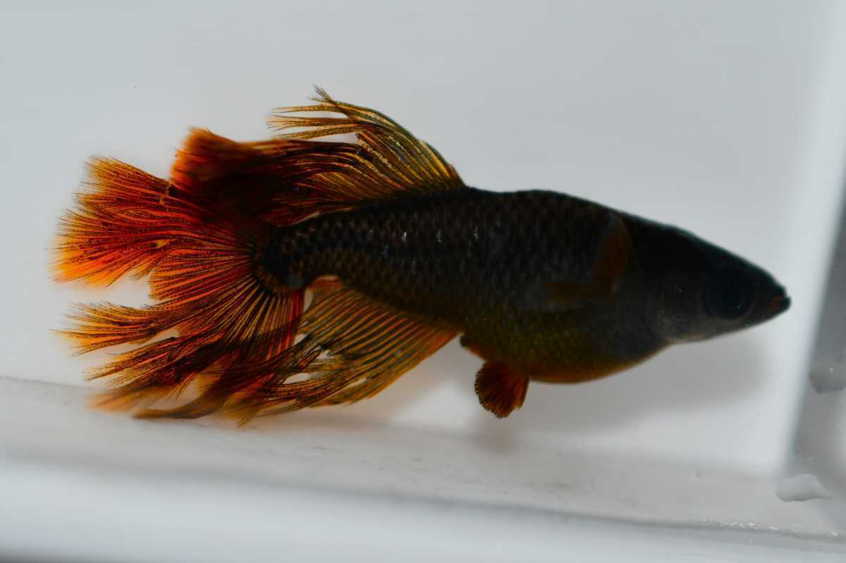 上毛めだか倶楽部】阿形 吽形 メダカ 稚魚 2ペア 舞風メダカ様直系 