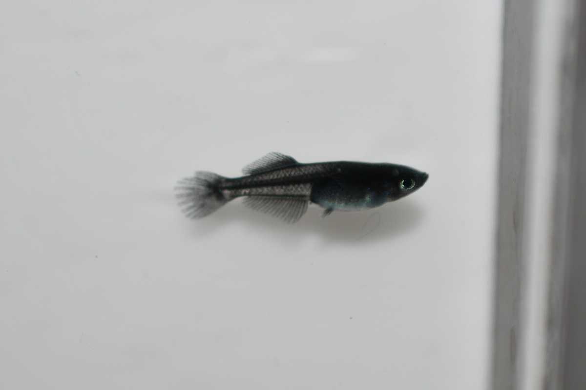 上毛めだか倶楽部】阿形 吽形 メダカ 稚魚 2ペア 舞風メダカ様直系 