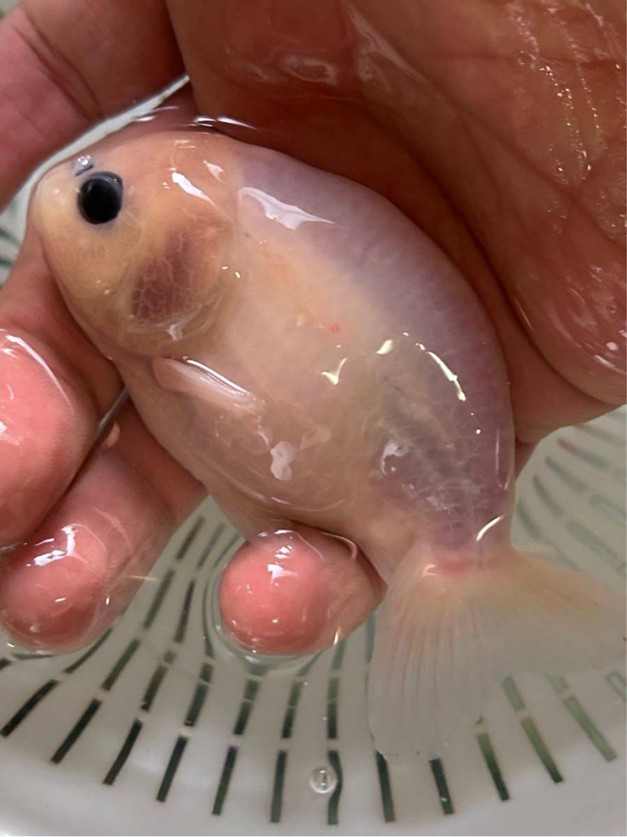 変わり柄もみじらんちゅう　2才　11