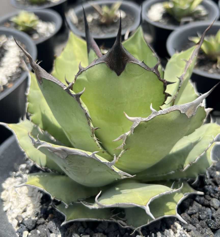 アガベ チタノタ 大鋼牙 白排刺】6 agave titanota チェーンタイプ LBP