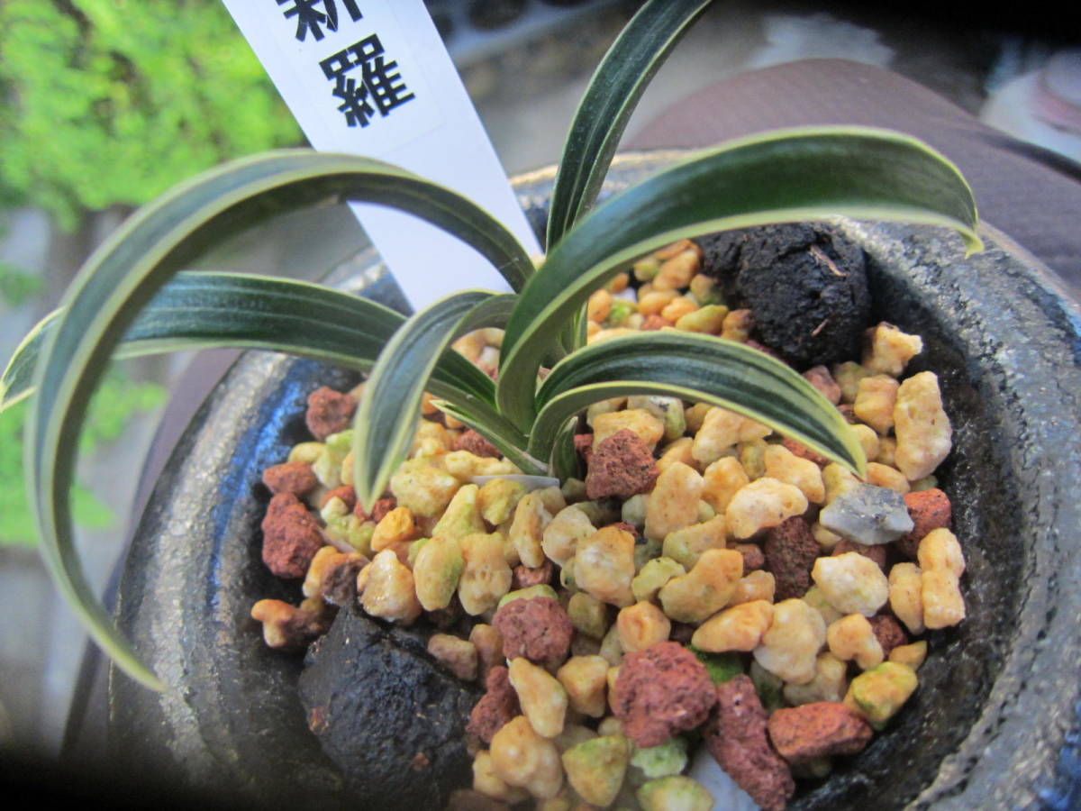 ☆韓国春蘭 登録銘品「新羅」羅紗チャボ白覆輪 上木新木前