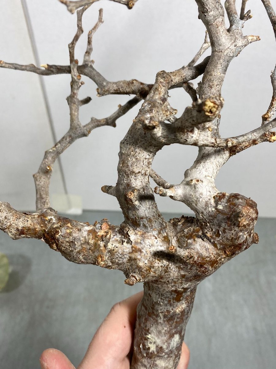 セ598 「現地」コミフォラ　モンストローサ　抜き苗【/最新到着・塊根植物・Commiphora monstrosa・マダガスカル】