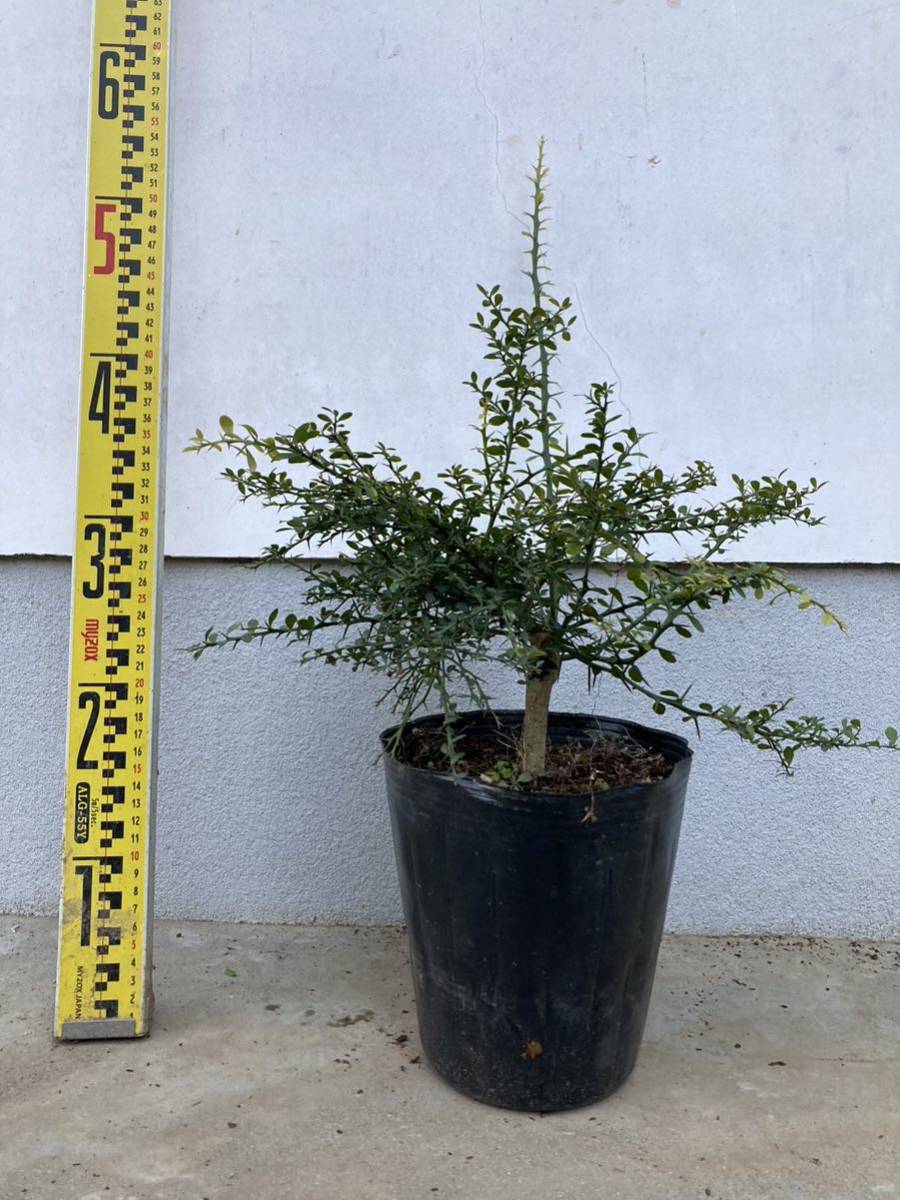 接木 フィンガーライム クリムゾンタイド 品種確認済(植木、庭木