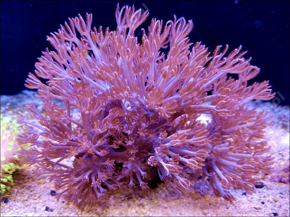その他 けやき 360×58×7cm 平板 木材