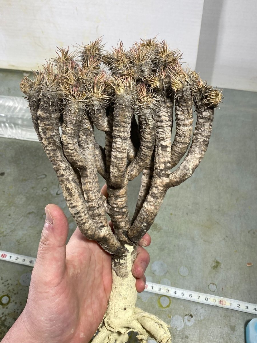 ソ5093 「現地株」ユーフォルビア ギラウミニアナ 抜き苗【/最新到着