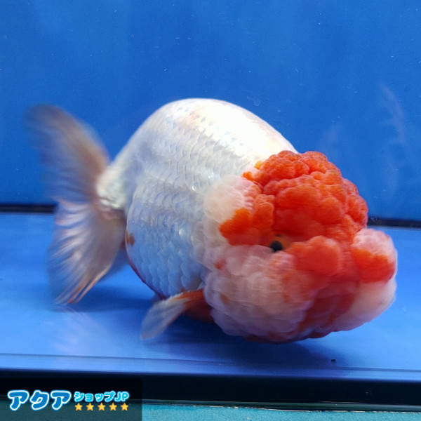 【返金保証】 動画 ライオンヘッド (k400) らんちゅう タイ産 ジャンボ個体 14cm オス 5ヵ月 #金魚 2月24日発送