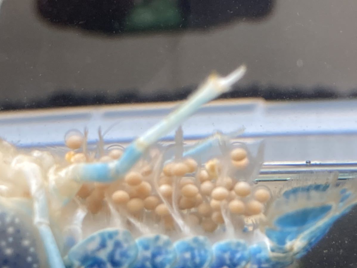 【14】 スカイブルーギャラクシー 初抱卵個体 約7.5㎝ （2月25日，日曜）まで発送完了できる方限定 【60サイズ】次回3月13日出品予定。