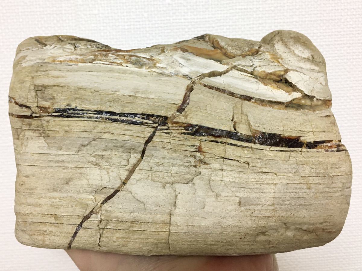 玉川瑪瑙と珪化木国産鉱物と原石No.⁇⁇ 珪化木、瑪瑙セット(玉川産、国産鉱物、原石、天然石、アゲート、玉髄