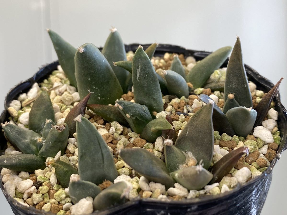 CO★202 アリオカルプス 中筋玉牡丹 v.ペクチナタス 実生1鉢★　サボテン 多肉植物　★