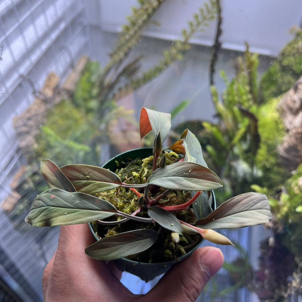 Homalomena sp. “濡烏” 【LA0518-02】