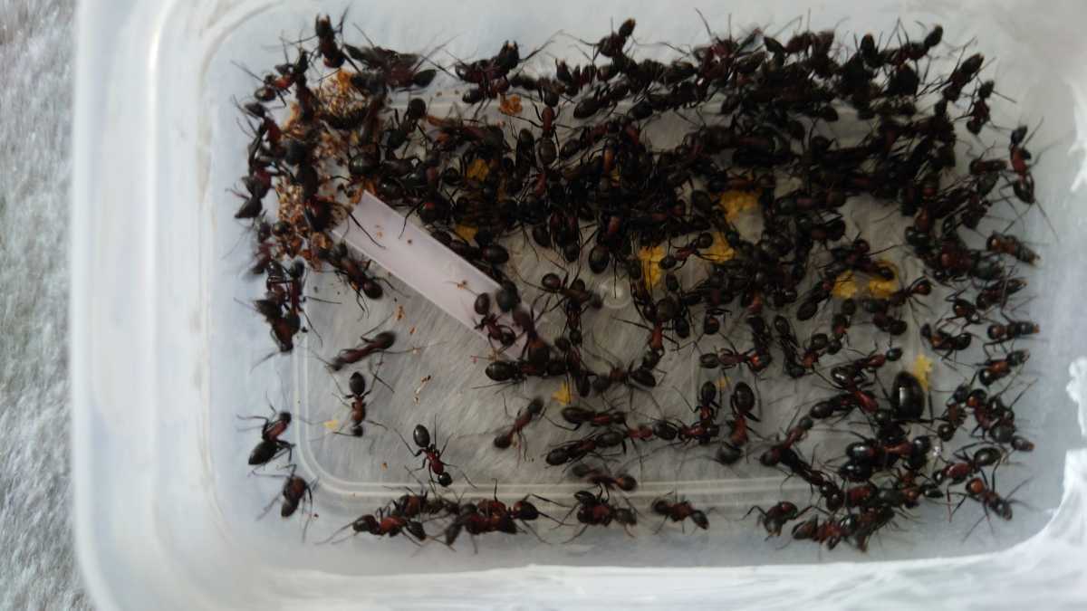 ムネアカオオアリ　女王アリ　女王蟻　コロニー