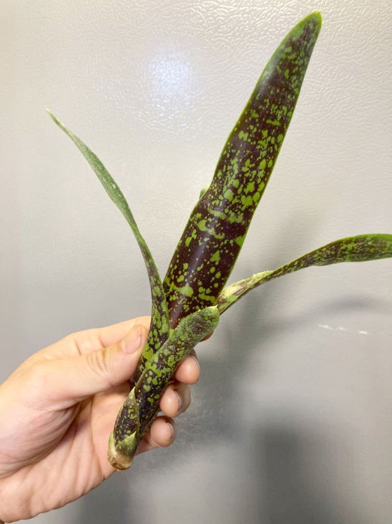 【 Neoregelia chlorosticta (Dark Clone) 】★★ネオレゲリア・クロロスティクタ(ダーククローン)