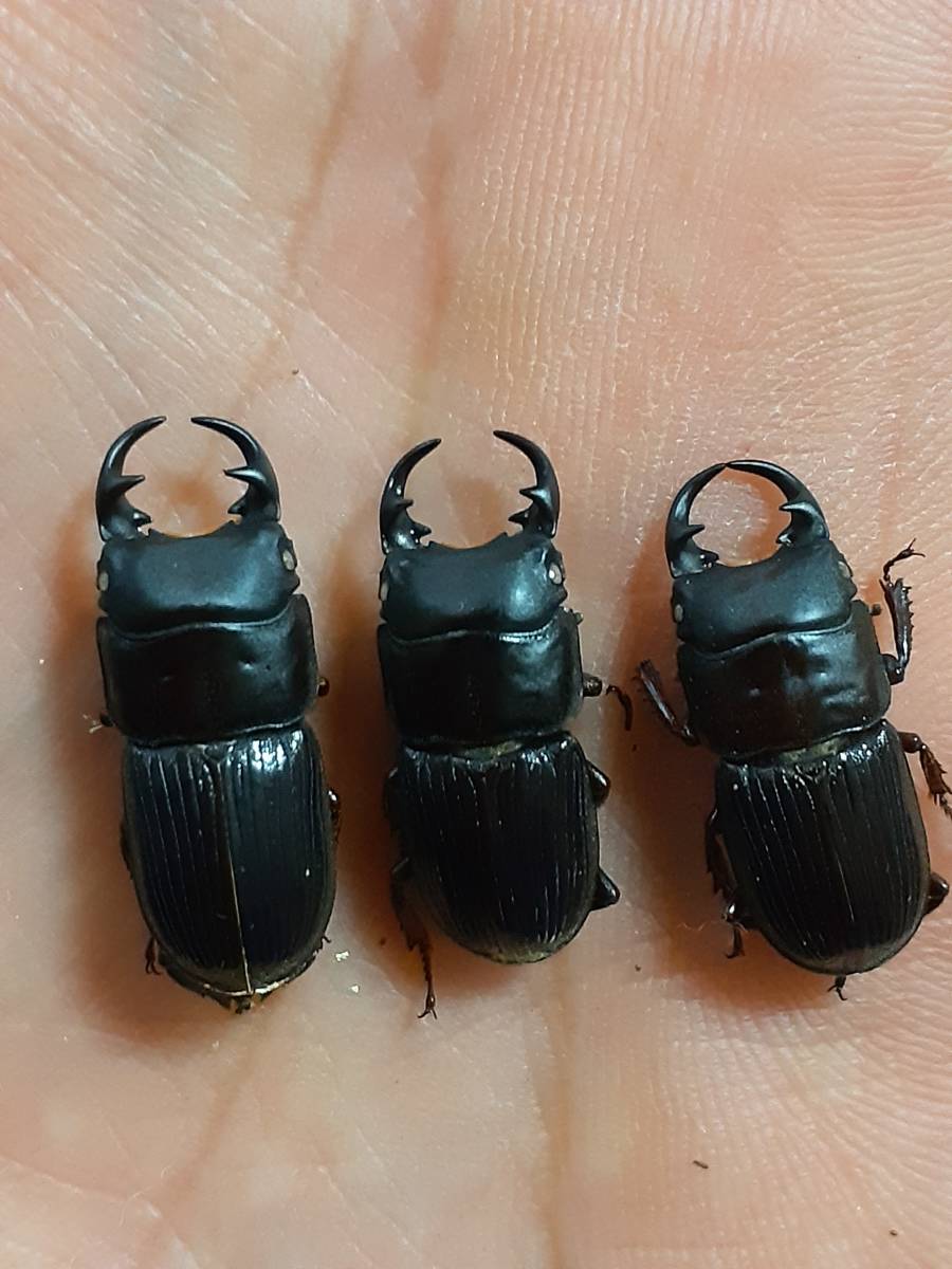久米島産オキナワネブト1♂ 貴重・レア産地 久米島産 オキナワネブトクワガタ 幼虫10頭 セット