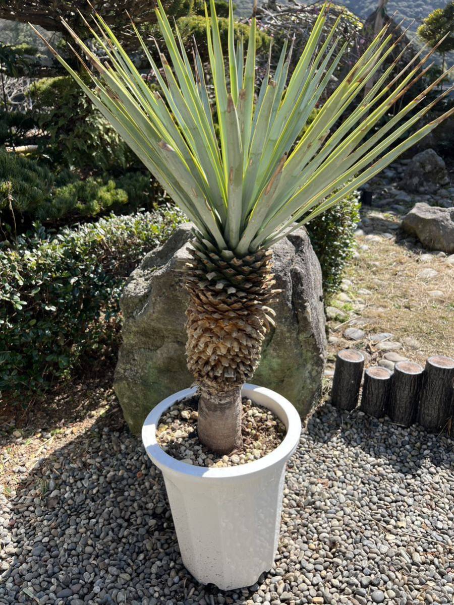ユッカ　ロストラータ　あ ユッカ・ロストラータ＊Yucca rostrata】54 54 years anniversary
