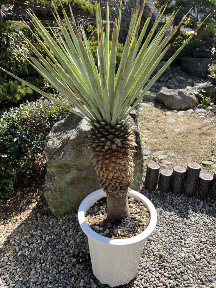 シルバー 10号鉢 太株 ブルーユッカ ユッカ リギダ Yucca rigida レア