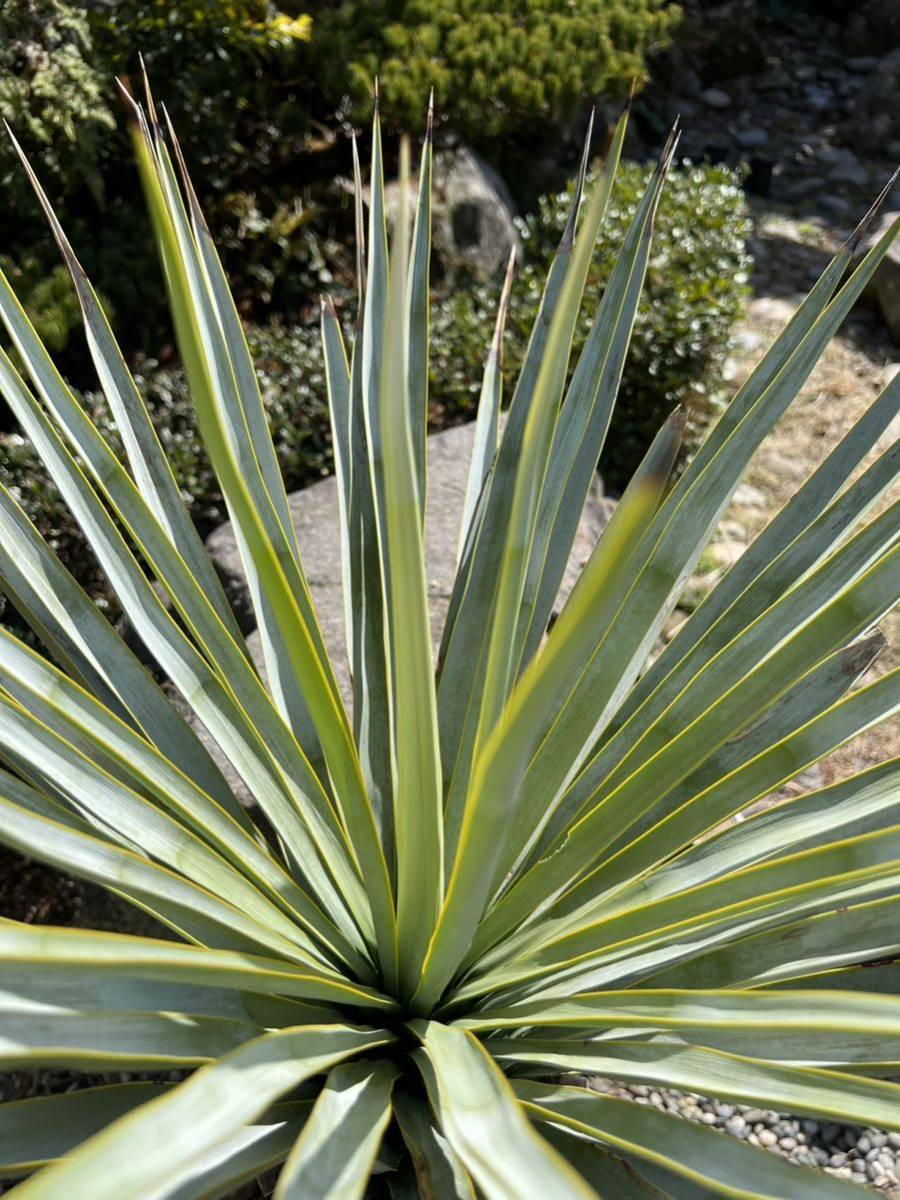 シルバー 10号鉢 太株 ブルーユッカ ユッカ リギダ Yucca rigida レア
