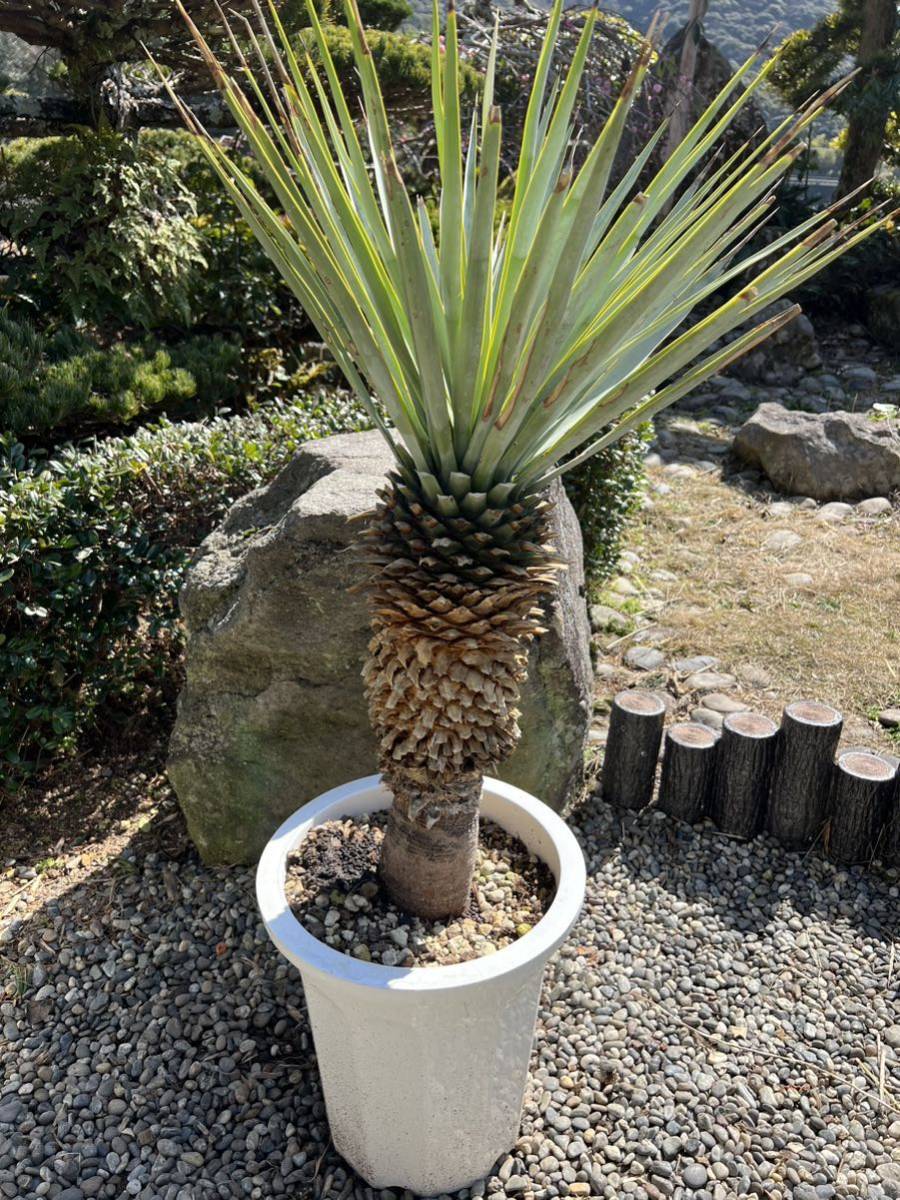 シルバー 10号鉢 太株 ブルーユッカ ユッカ リギダ Yucca rigida レア