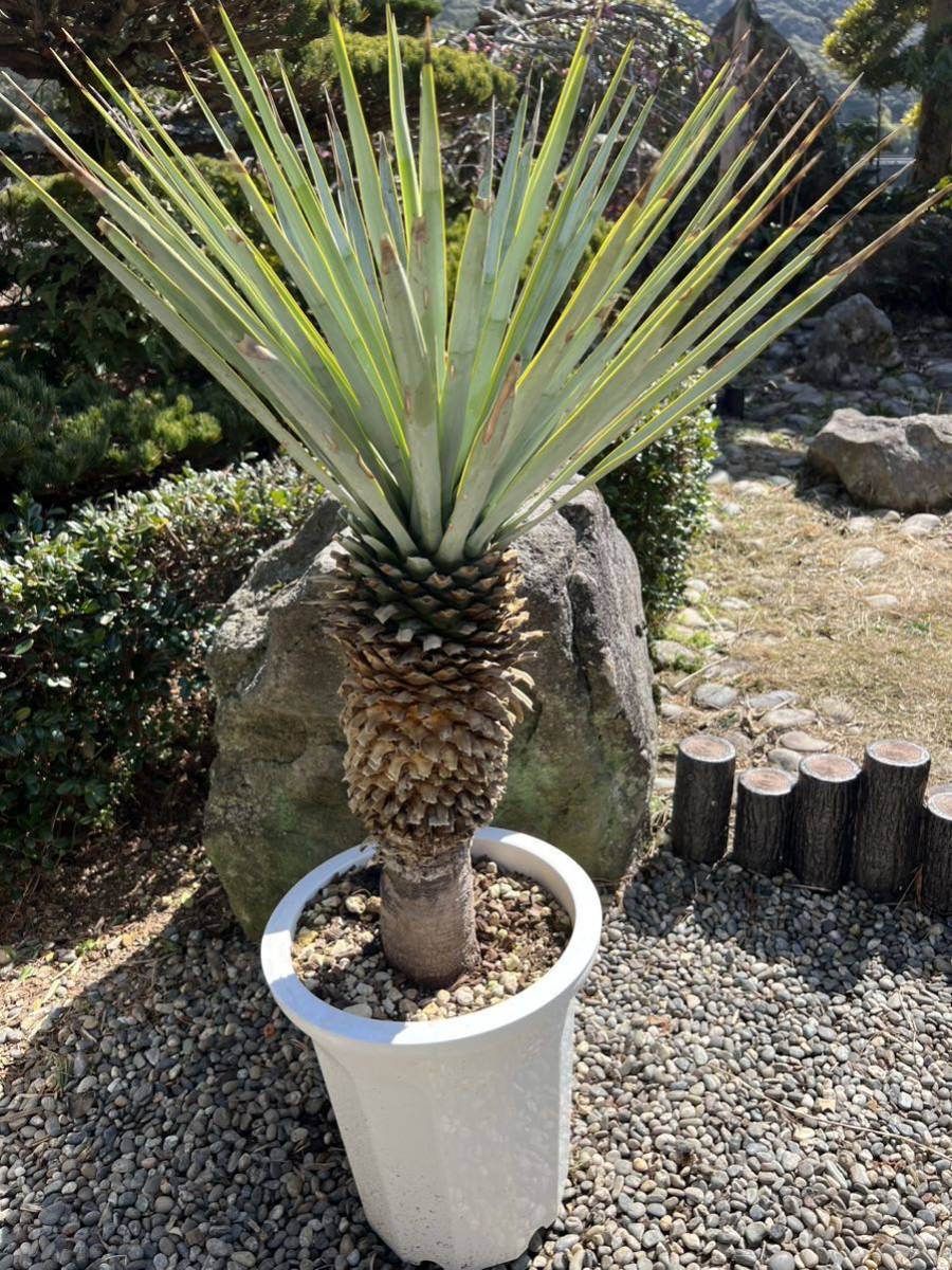 シルバー 10号鉢 太株 ブルーユッカ ユッカ リギダ Yucca rigida レア
