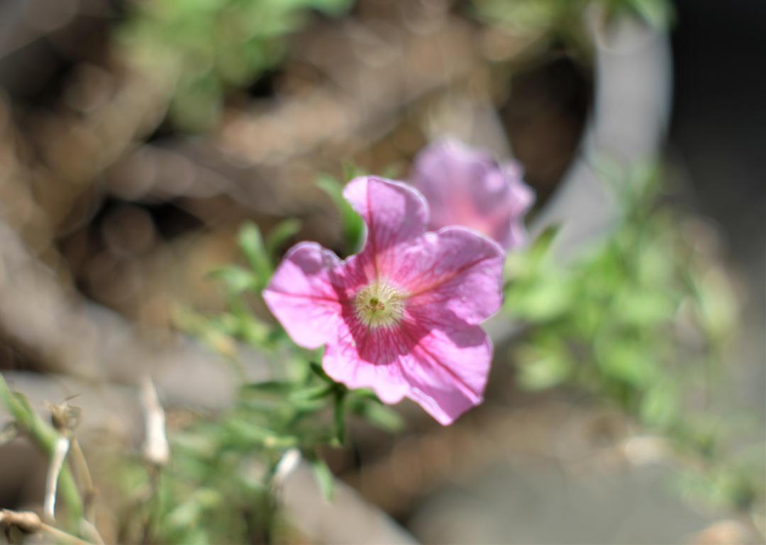 ★極上★Pentax ペンタックス Super Takumar 55mm F1.8 M42★