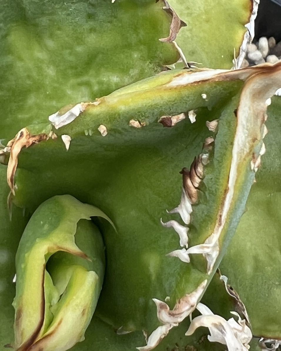 チタノタ☆裏棘☆表棘☆両面ブツブツ☆スタッズ☆オテロイ☆agave 