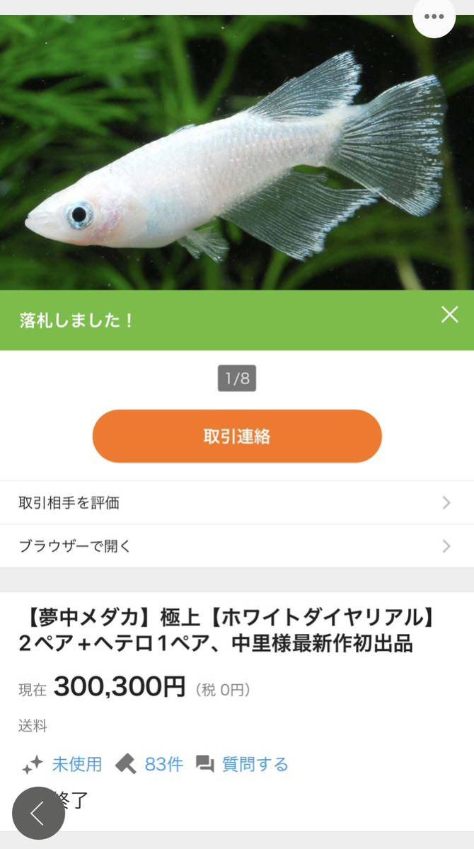 ☆柳井メダカ☆初出品【ホワイトダイヤリアルロングフィン】1ペア 