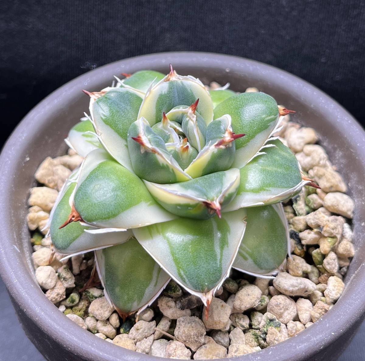 アガベ ピンキー 子株 Agave Pinky