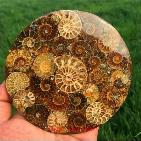 天然アンモナイト 化石標本ヒーリング+スタンド 1 個　ｇ00093 アンモナイト｜化石標本・分売｜化石販売・鉱物販売の東京サイエンス 天然アンモナイト化石巻貝標本、化石標本コレクション、オウムガイ化石 置き物 標本 アンモナイト 皿の通販