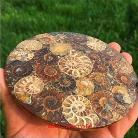 天然アンモナイト 化石標本ヒーリング+スタンド 1 個　ｇ00093 アンモナイト｜化石標本・分売｜化石販売・鉱物販売の東京サイエンス 天然アンモナイト化石巻貝標本、化石標本コレクション、オウムガイ化石 置き物 標本 アンモナイト 皿の通販