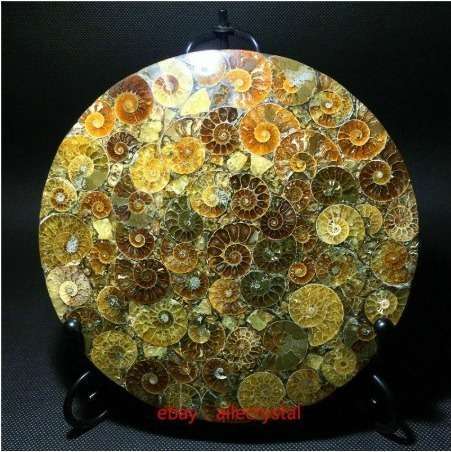 天然アンモナイト 化石標本ヒーリング+スタンド 1 個　ｇ00093 アンモナイト｜化石標本・分売｜化石販売・鉱物販売の東京サイエンス 天然アンモナイト化石巻貝標本、化石標本コレクション、オウムガイ化石 置き物 標本 アンモナイト 皿の通販