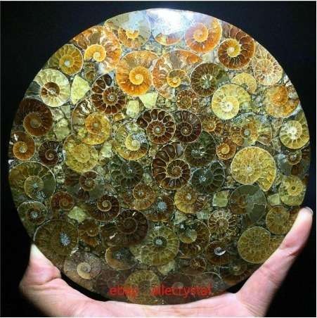 天然アンモナイト 化石標本ヒーリング+スタンド 1 個　ｇ00093 アンモナイト｜化石標本・分売｜化石販売・鉱物販売の東京サイエンス 天然アンモナイト化石巻貝標本、化石標本コレクション、オウムガイ化石 置き物 標本 アンモナイト 皿の通販