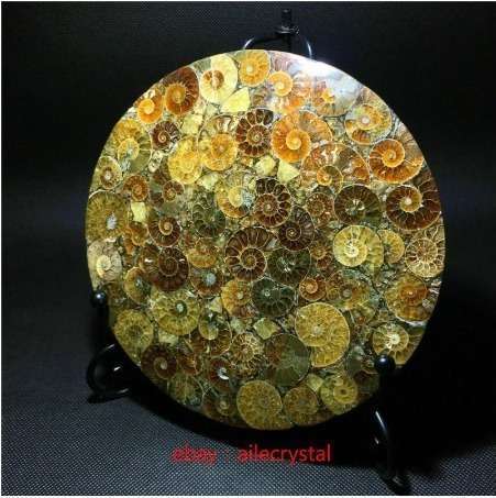 天然アンモナイト 化石標本ヒーリング+スタンド 1 個　ｇ00093 アンモナイト｜化石標本・分売｜化石販売・鉱物販売の東京サイエンス 天然アンモナイト化石巻貝標本、化石標本コレクション、オウムガイ化石 置き物 標本 アンモナイト 皿の通販
