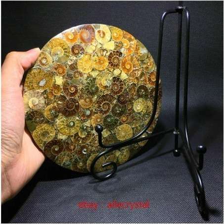 天然アンモナイト 化石標本ヒーリング+スタンド 1 個　ｇ00093 アンモナイト｜化石標本・分売｜化石販売・鉱物販売の東京サイエンス 天然アンモナイト化石巻貝標本、化石標本コレクション、オウムガイ化石 置き物 標本 アンモナイト 皿の通販