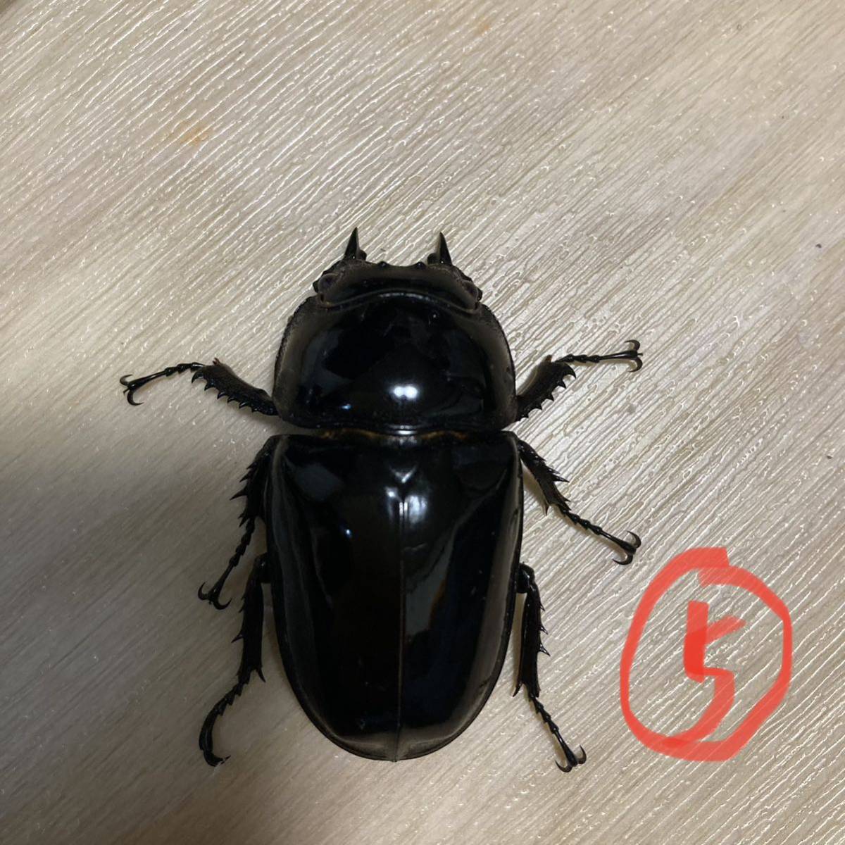 タランドゥスオオツヤクワガタ メス単 ♀ 50mm