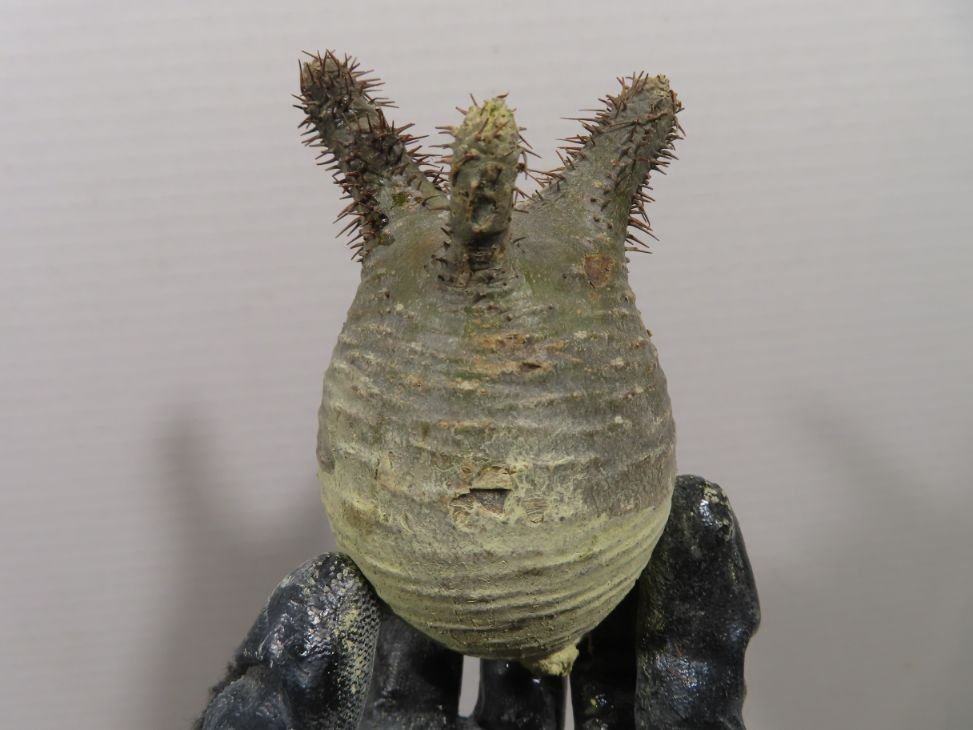ヒ3340 「塊根植物」パキポディウム グラキリス S 抜き苗【最新到着